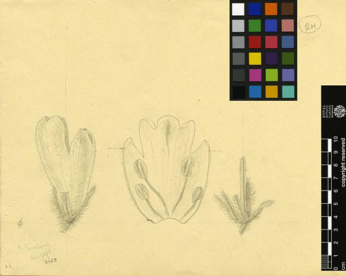 Oreocharis cavaleriei image
