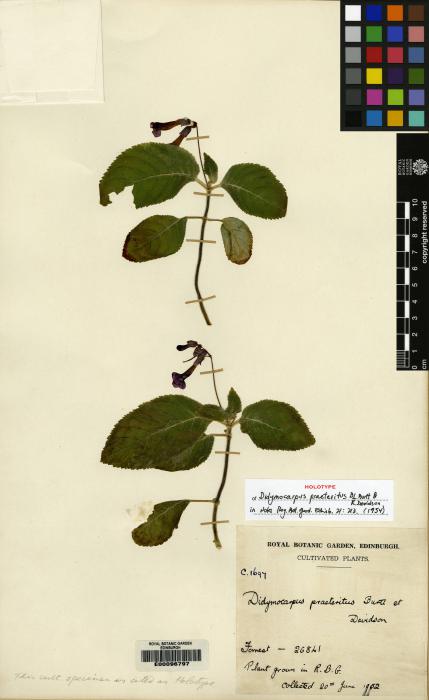 Didymocarpus praeteritus image