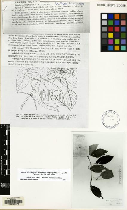 Hemiboea longisepala image