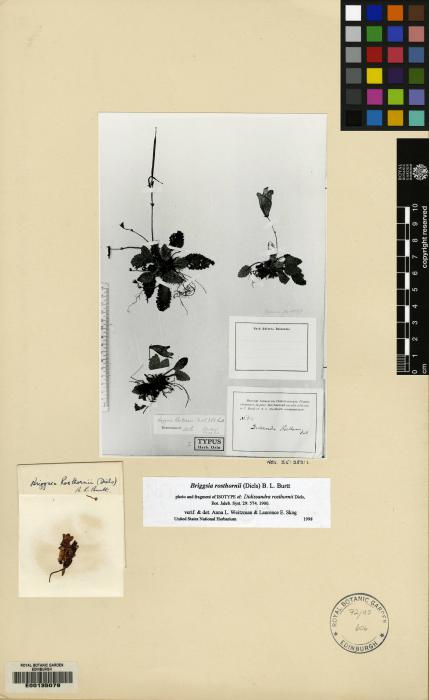 Oreocharis rosthornii image