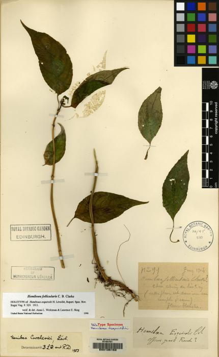 Hemiboea follicularis image