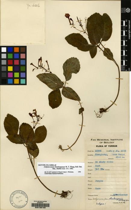 Didymocarpus zhenkangensis image