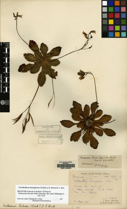 Corallodiscus lanuginosus image