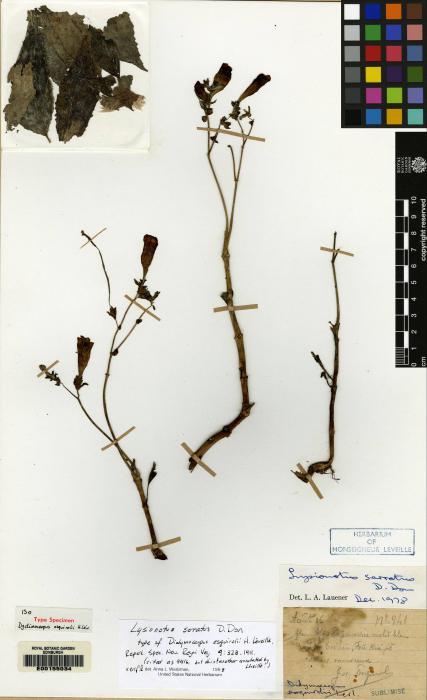 Lysionotus serratus image