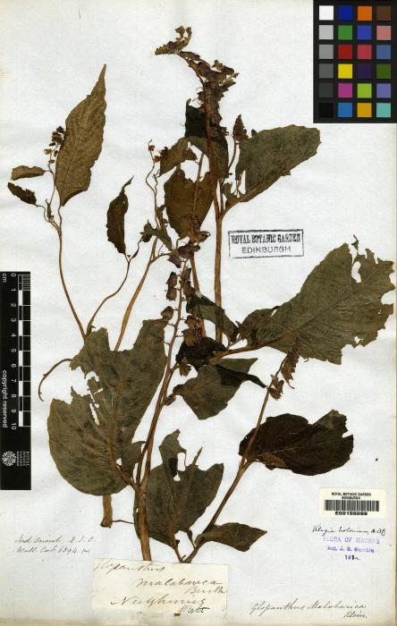 Rhynchoglossum notonianum image