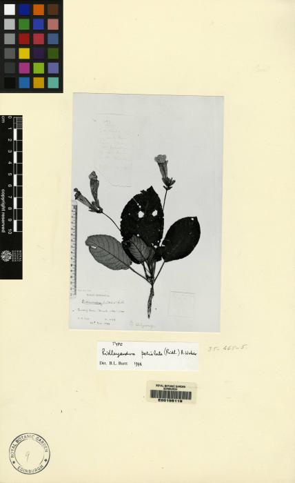 Ridleyandra petiolata image