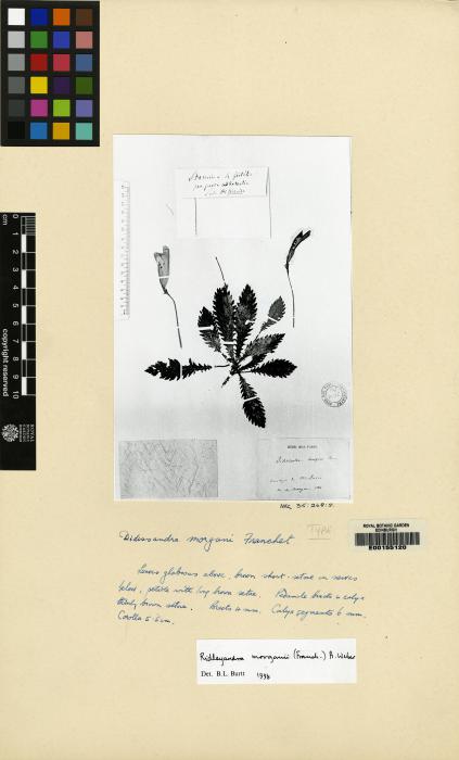 Ridleyandra morganii image
