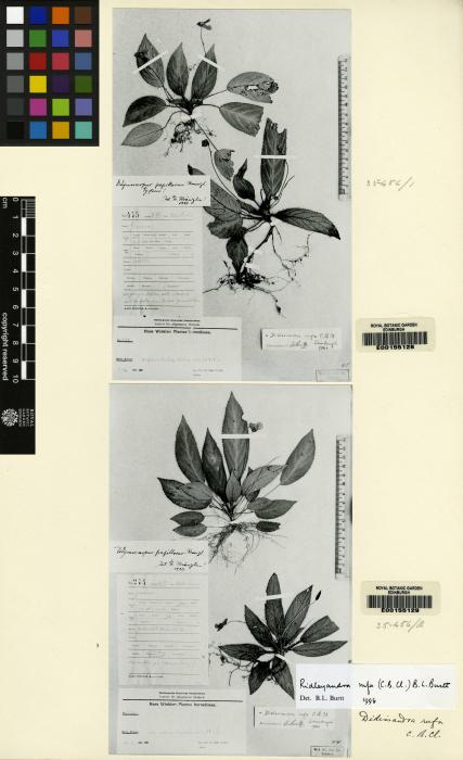 Ridleyandra rufa image
