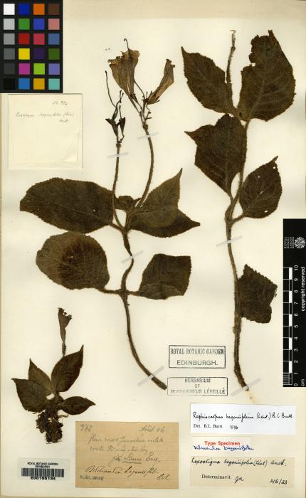 Raphiocarpus image