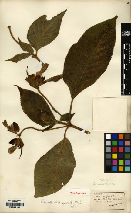 Raphiocarpus begoniifolius image