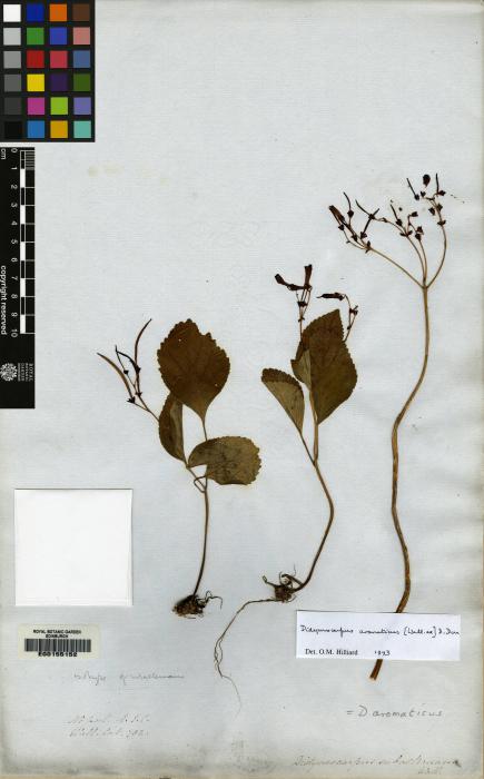 Didymocarpus aromaticus image