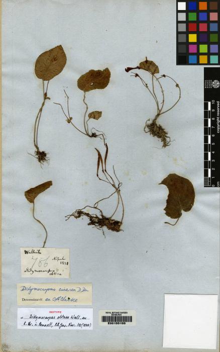 Didymocarpus cinereus image