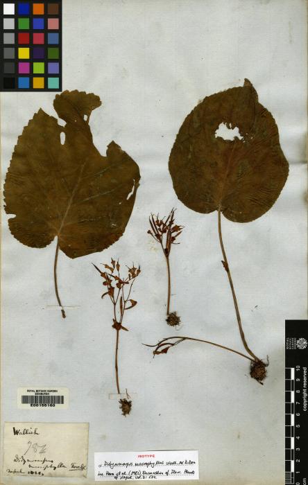 Didymocarpus macrophyllus image