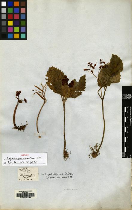 Didymocarpus primulifolius image