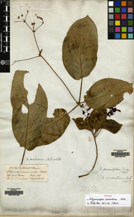 Didymocarpus primulifolius image