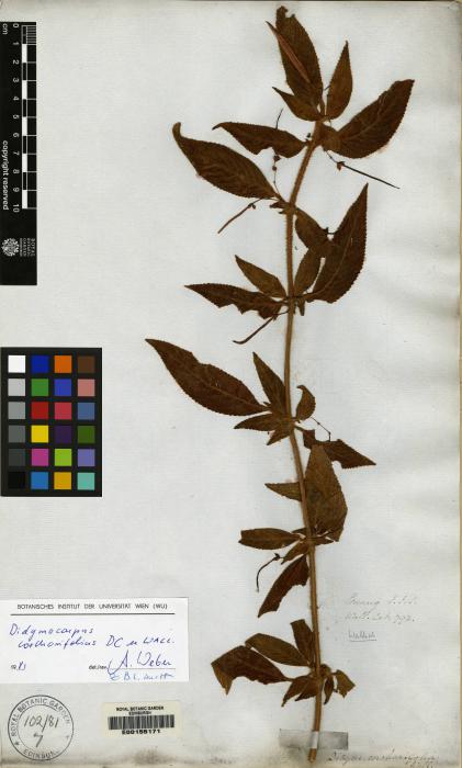 Didymocarpus corchorifolius image