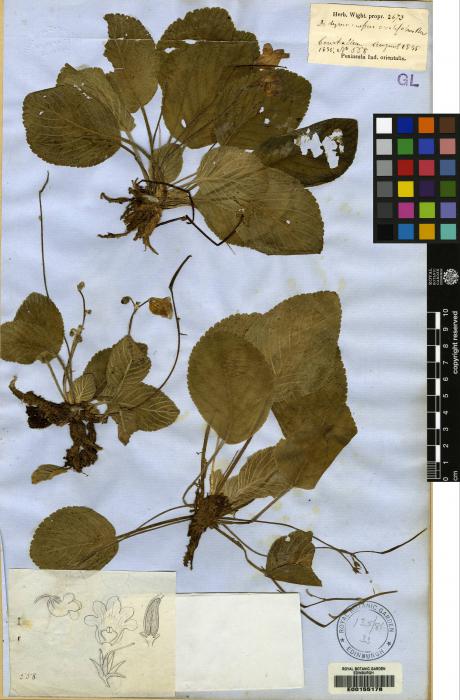 Henckelia ovalifolia image