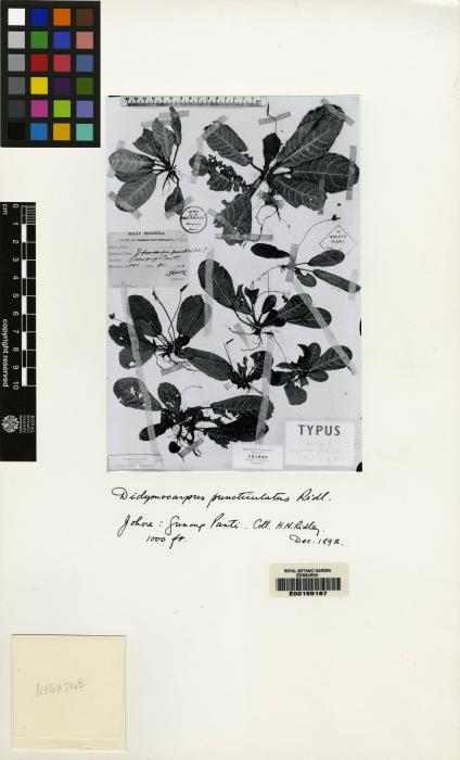 Henckelia puncticulata image