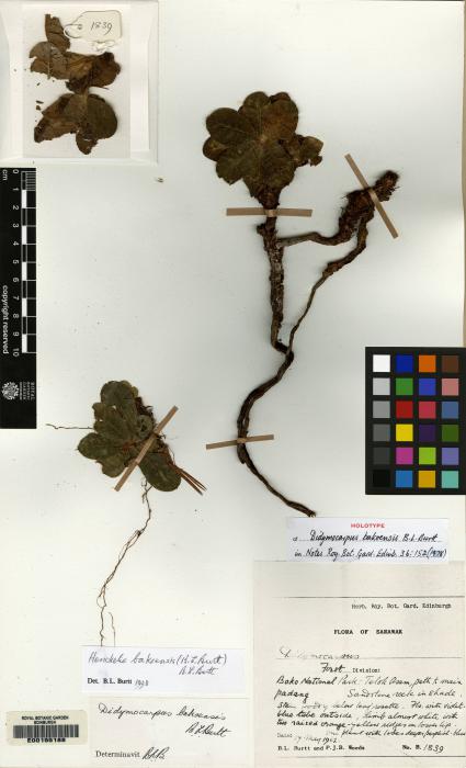 Henckelia bakoensis image