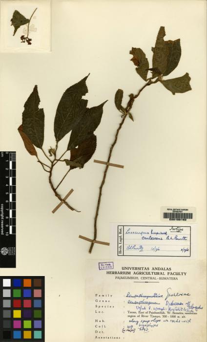 Henckelia caulescens image