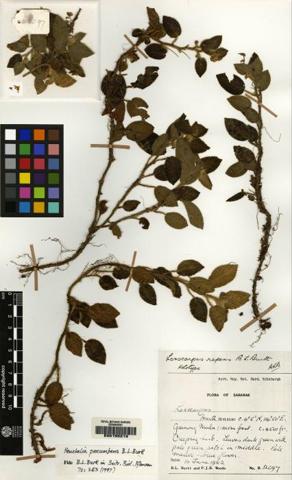 Henckelia procumbens image