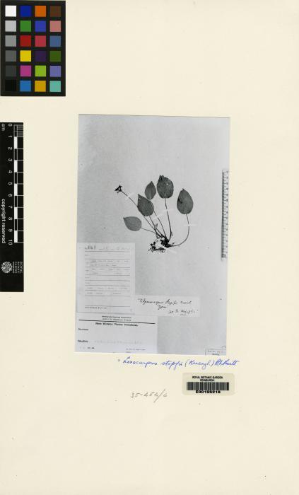 Henckelia stapfii image