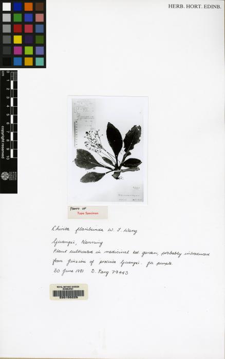 Chirita floribunda image