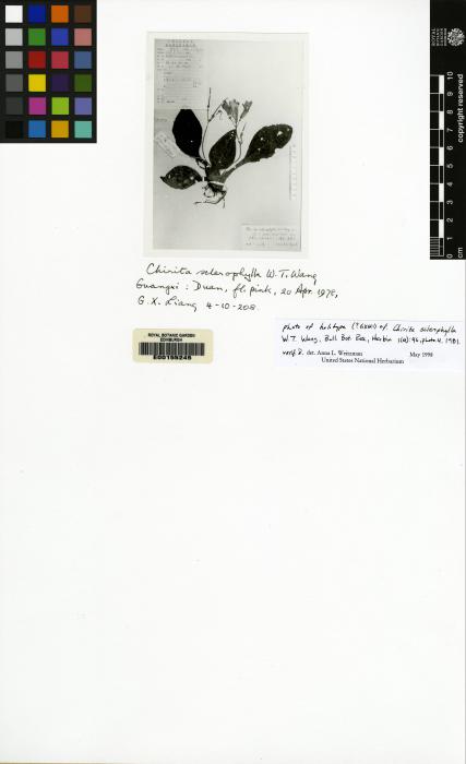 Chirita sclerophylla image