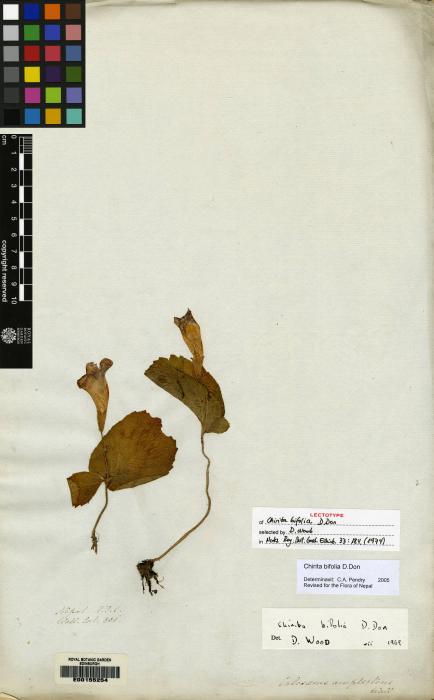 Chirita bifolia image