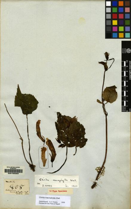 Chirita macrophylla image