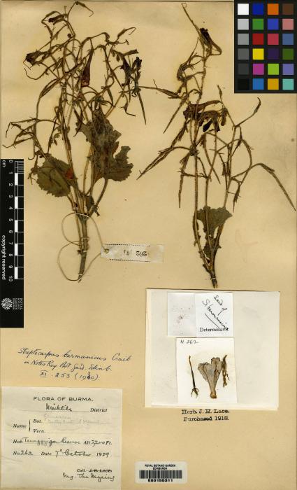 Streptocarpus burmanicus image