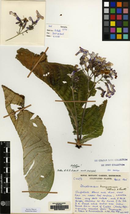 Streptocarpus kungwensis image