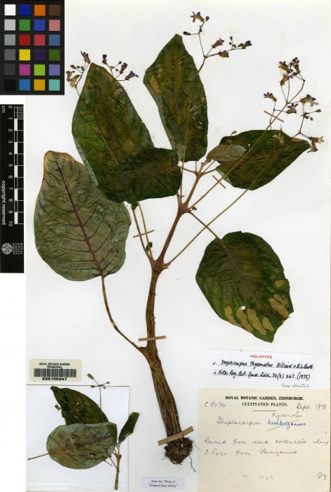 Streptocarpus thysanotus image