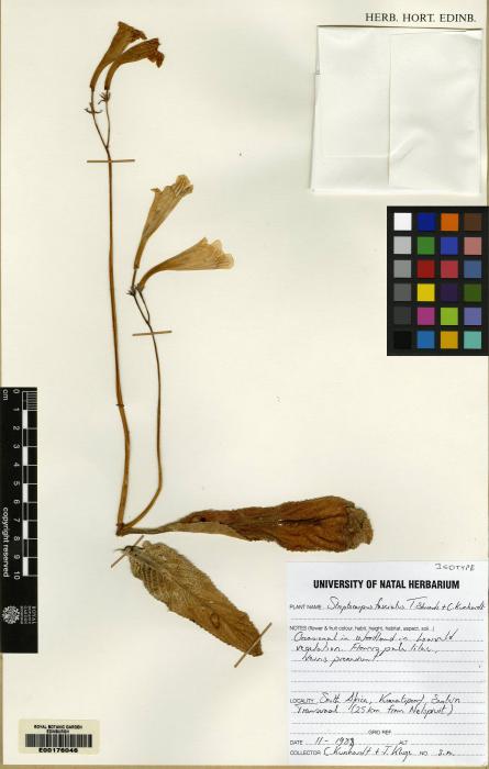 Streptocarpus fasciatus image