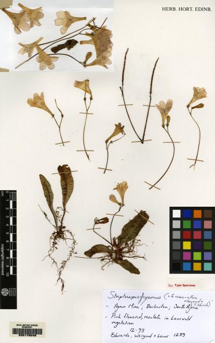 Streptocarpus roseo-albus image