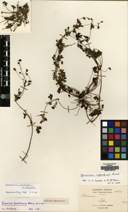 Geranium ocellatum image