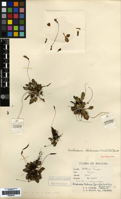 Corallodiscus bhutanicus image