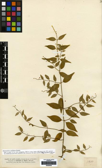 Cynanchum wigginsii image