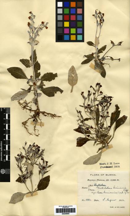 Trisepalum birmanicum image
