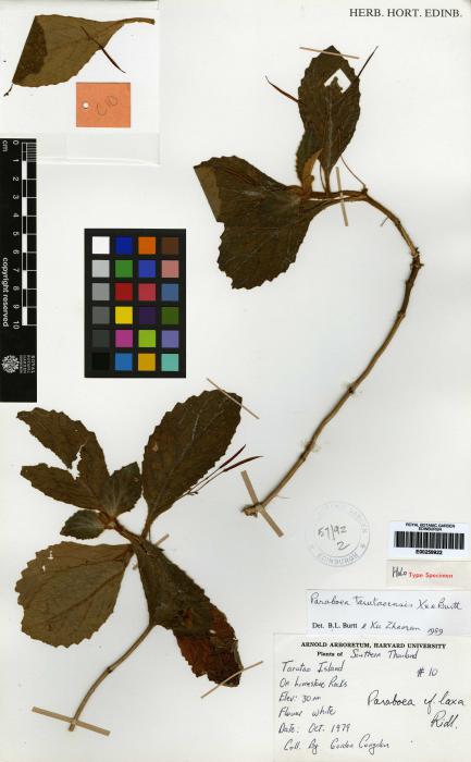 Paraboea tarutaoensis image