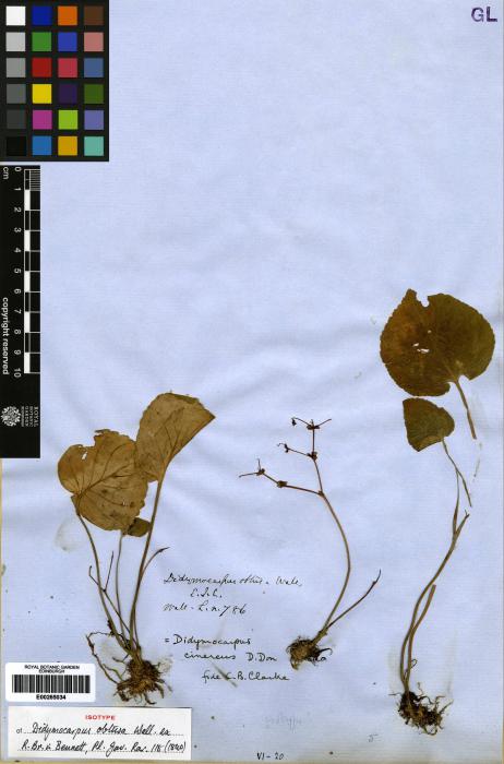 Didymocarpus cinereus image