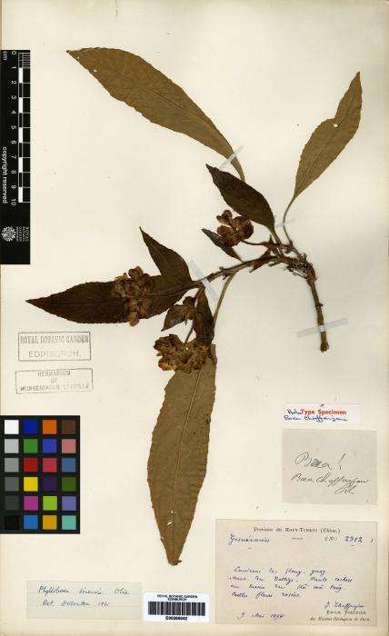 Paraboea sinensis image