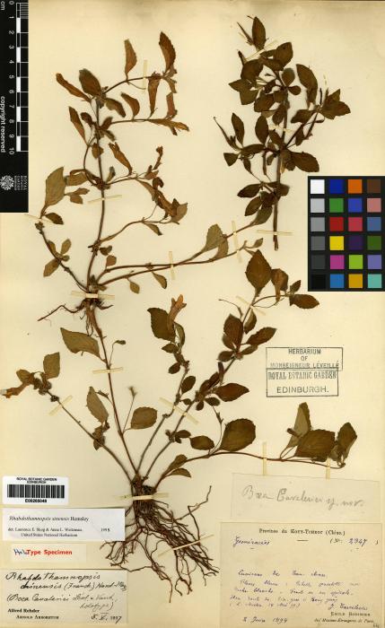 Rhabdothamnopsis sinensis image