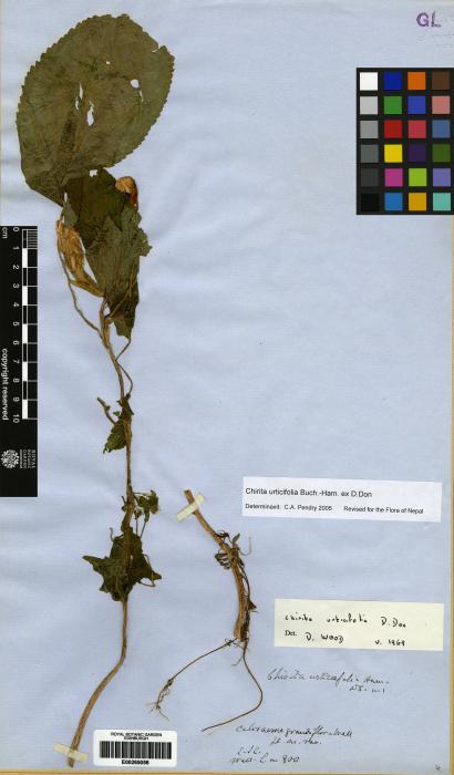 Chirita urticifolia image