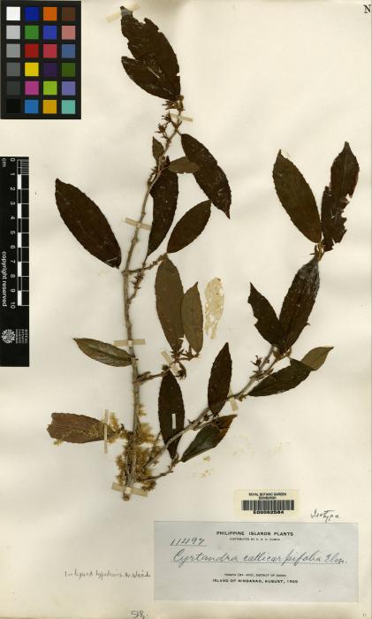 Cyrtandra callicarpifolia image