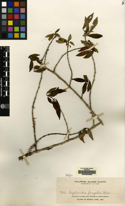 Cyrtandra parvifolia image