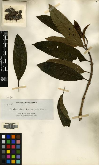 Cyrtandra davaoensis image