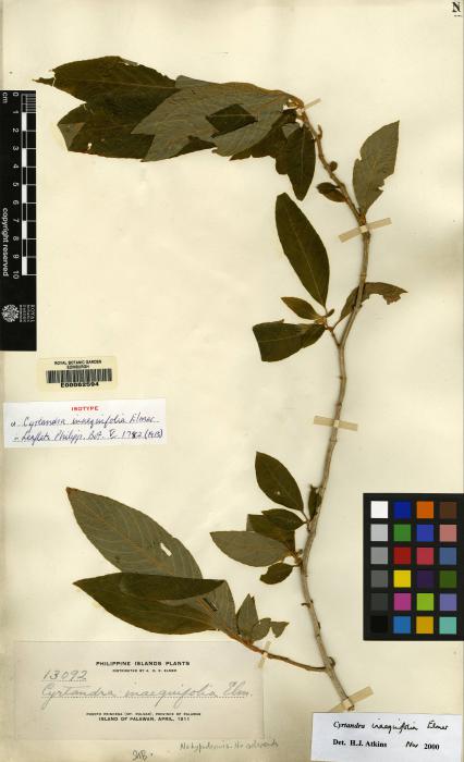 Cyrtandra inaequifolia image