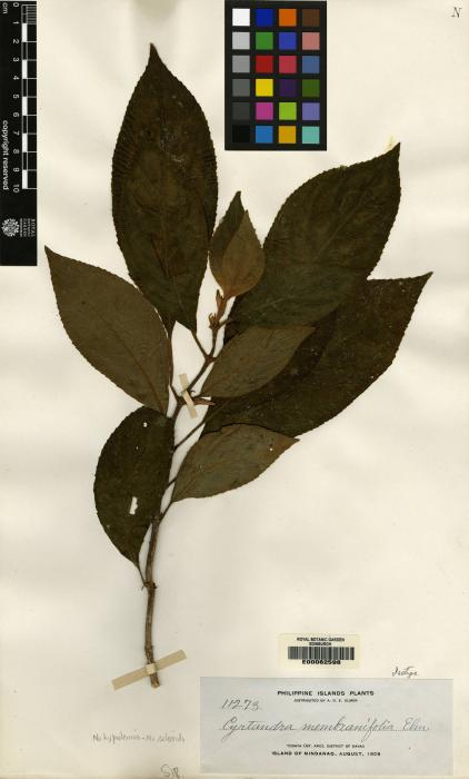 Cyrtandra membranifolia image