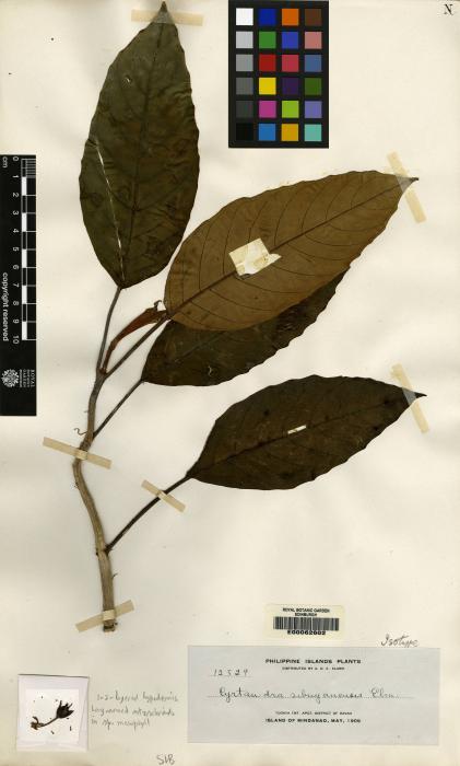 Cyrtandra sibuyanensis image
